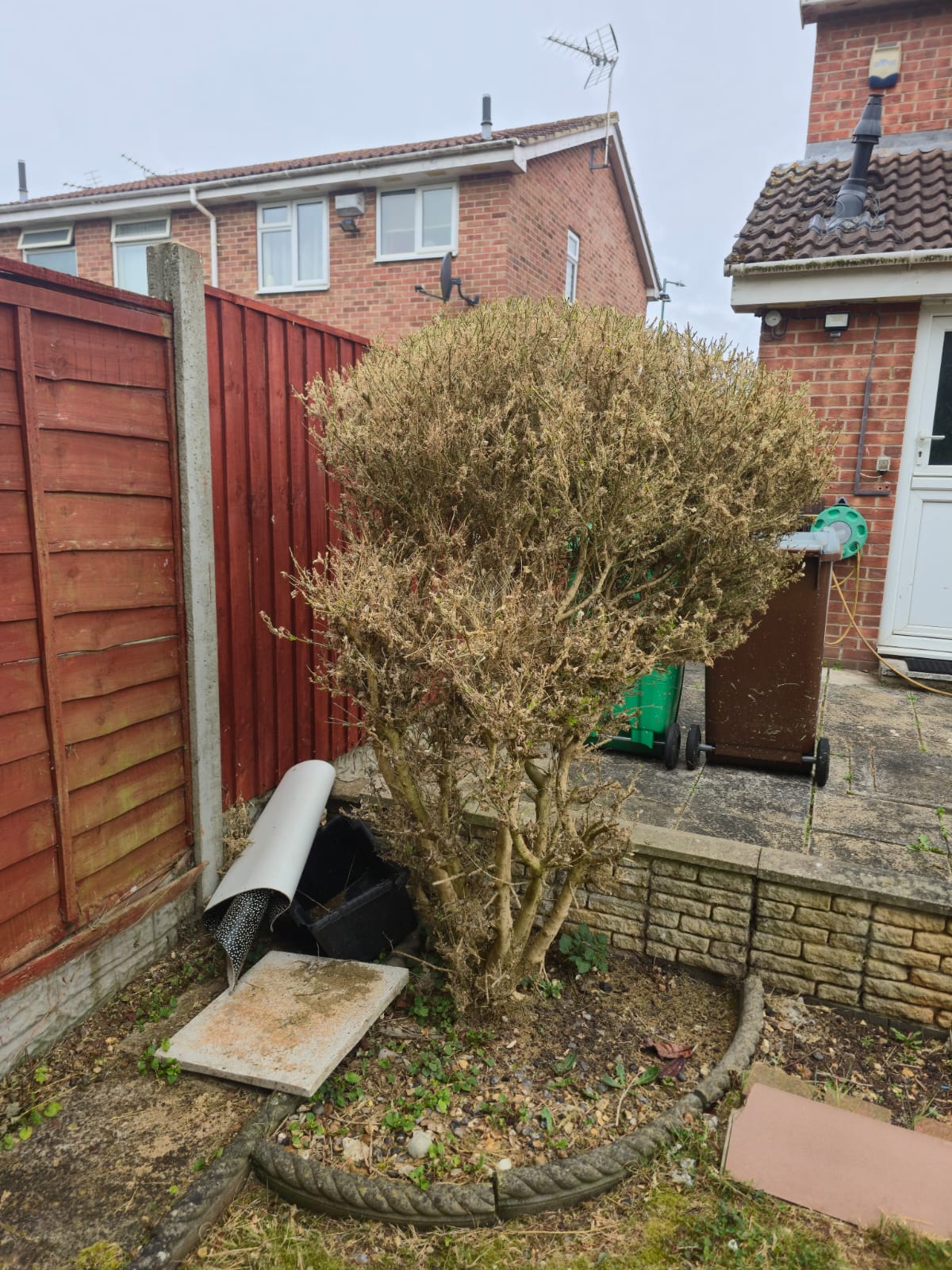Before bush removal - large overgrown bush taking up garden space